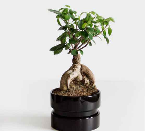 极速启动流畅的手机号接收平台