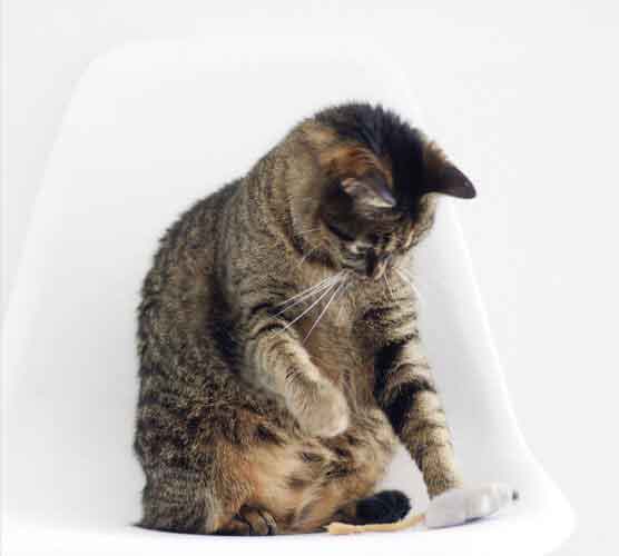 短信轰在线网页版入口